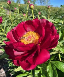 Parkland Peonies : Peony Red Glory