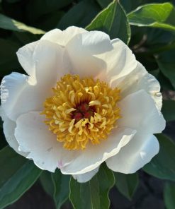 Parkland Peonies : Peony Requiem