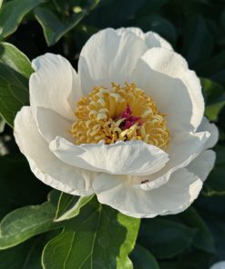 Parkland Peonies : Peony Requiem