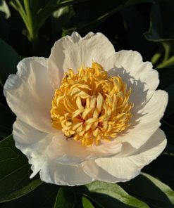Parkland Peonies : Peony Requiem
