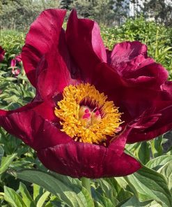 Parkland Peonies : Peony Reward