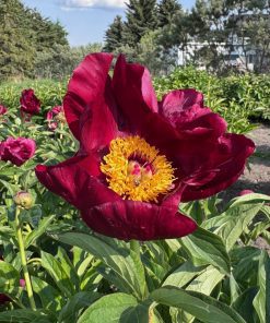 Parkland Peonies : Peony Reward