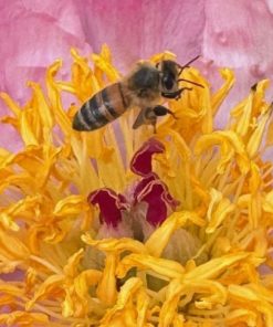 Parkland Peonies : Peony Roselette