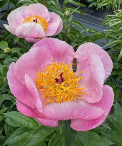 Parkland Peonies : Peony Roselette