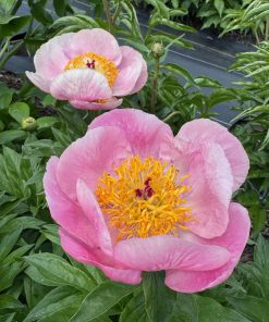 Parkland Peonies : Peony Roselette