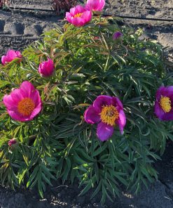 Parkland Peonies : Peony Royal Tot