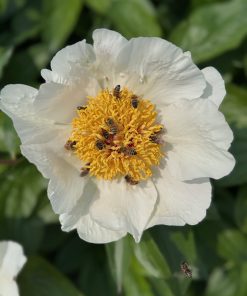 Parkland Peonies : Peony Sanctus