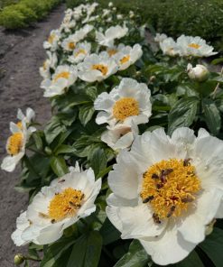 Parkland Peonies : Peony Sanctus