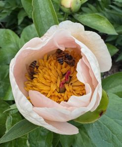 Parkland Peonies : Peony Silver Dawn