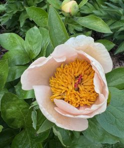 Parkland Peonies : Peony Silver Dawn