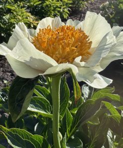 Parkland Peonies : Peony Sunlight