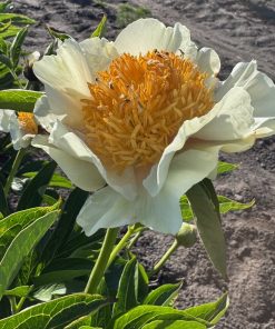 Parkland Peonies : Peony Sunlight