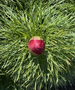 Parkland Peonies : Peony p. tenuifolia Rubra Plena - Double Fern Leaf Peony