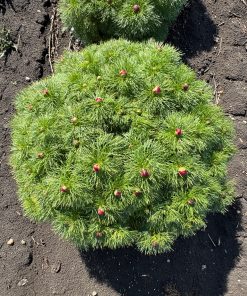 Parkland Peonies : Peony p. tenuifolia Rubra Plena - Double Fern Leaf Peony