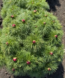 Parkland Peonies : Peony p. tenuifolia Rubra Plena - Double Fern Leaf Peony