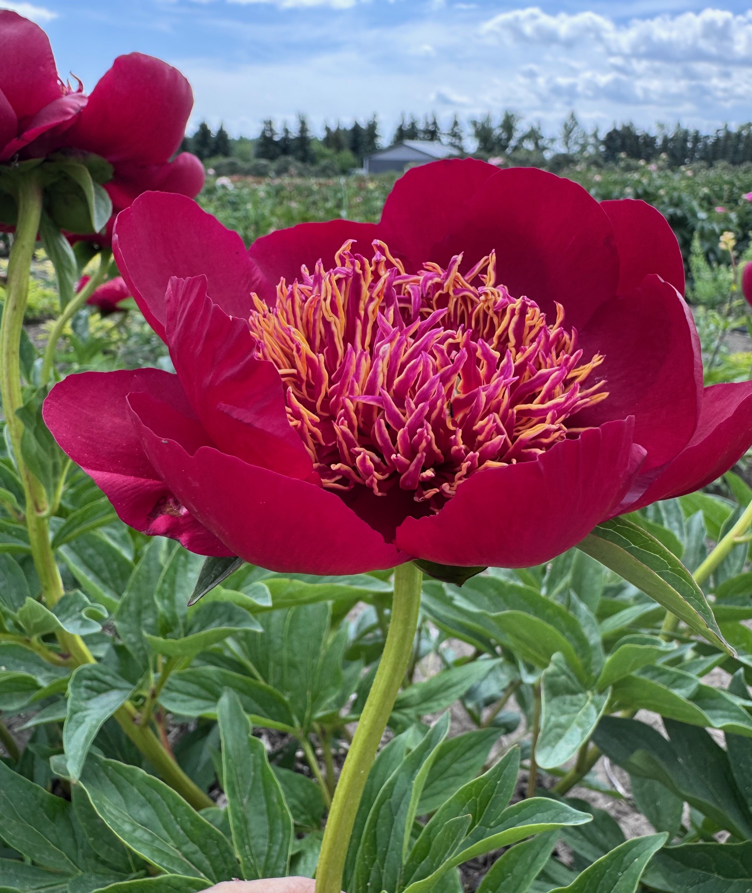 Parkland Peonies : Peony Walter Mains