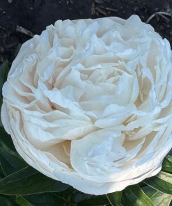 Parkland Peonies : Peony White Frost