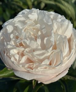 Parkland Peonies : Peony White Frost