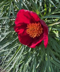Parkland Peonies : Peony Yaremko (p. tenuifolia hybrid)