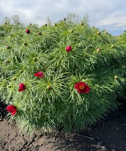 Parkland Peonies : Peony Yaremko (p. tenuifolia hybrid)