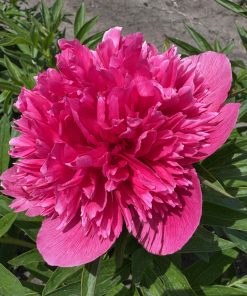 Parkland Peonies : P. officinalis Rosea Plena