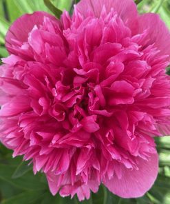 Parkland Peonies : P. officinalis Rosea Plena