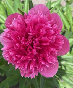 Parkland Peonies : P. officinalis Rosea Plena