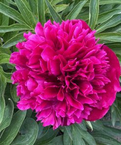 Parkland Peonies : P. officinalis Rubra Plena