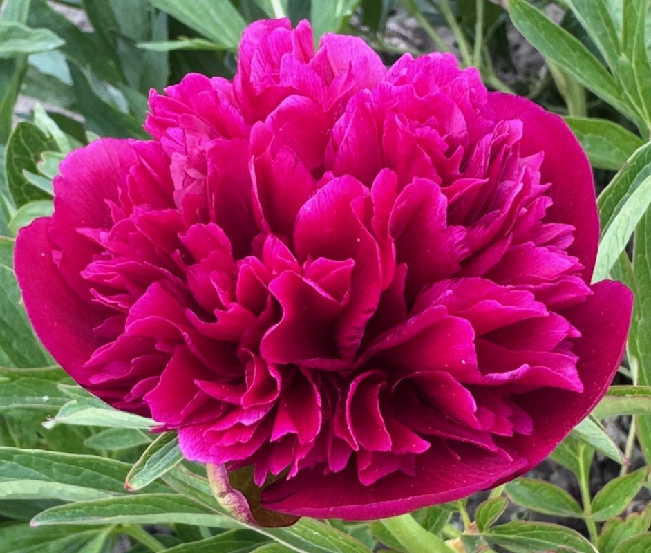 Parkland Peonies : P. officinalis Rubra Plena