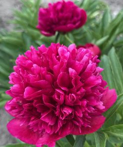 Parkland Peonies : P. officinalis Rubra Plena