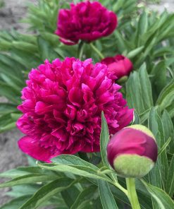 Parkland Peonies : P. officinalis Rubra Plena