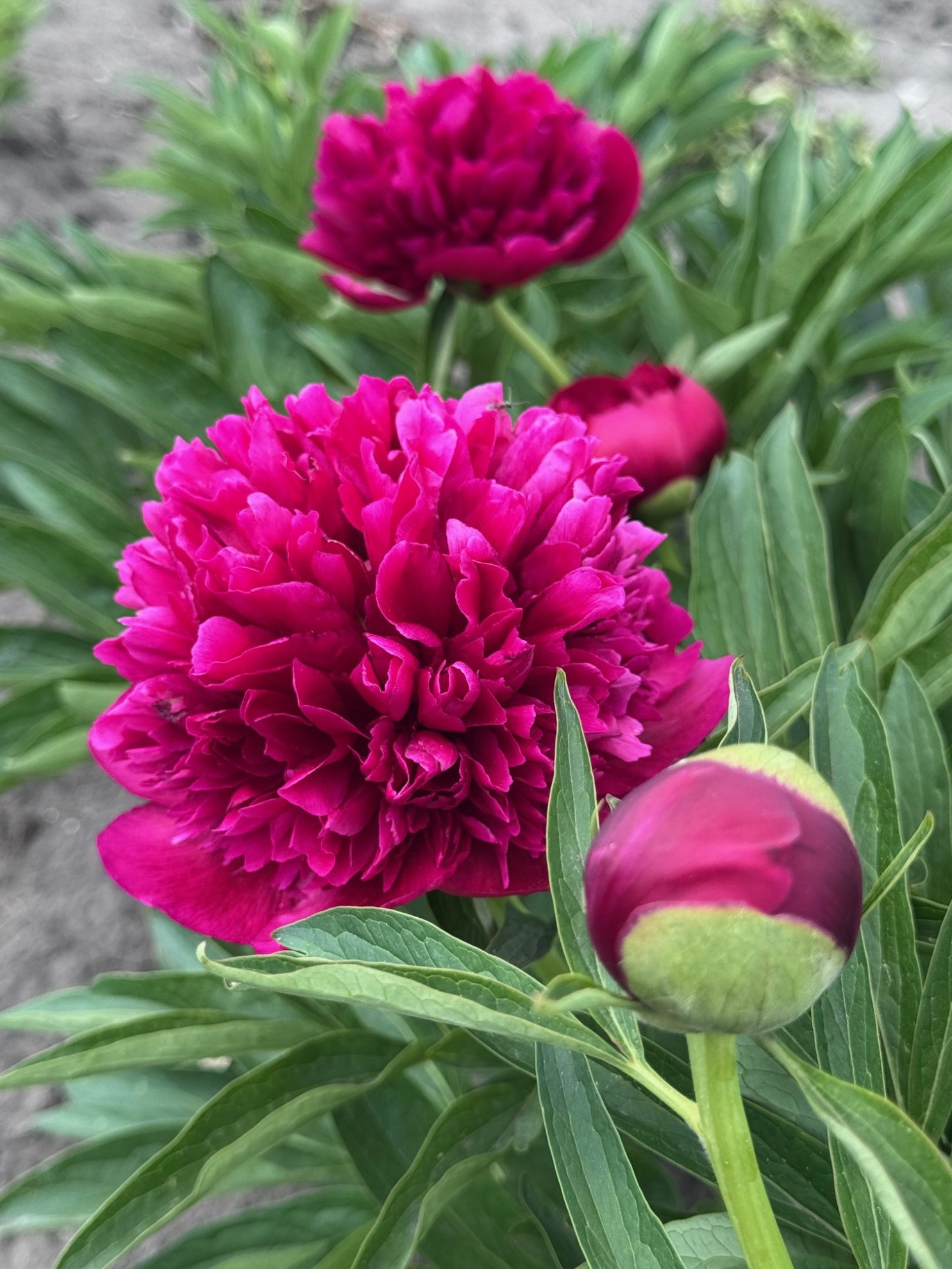 Parkland Peonies : P. officinalis Rubra Plena