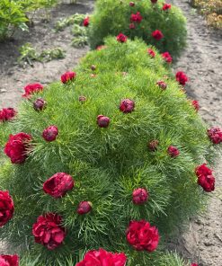 Parkland Peonies : Peony p. tenuifolia Rubra Plena - Double Fern Leaf Peony