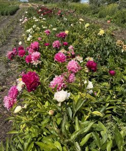 Mystery Peonies