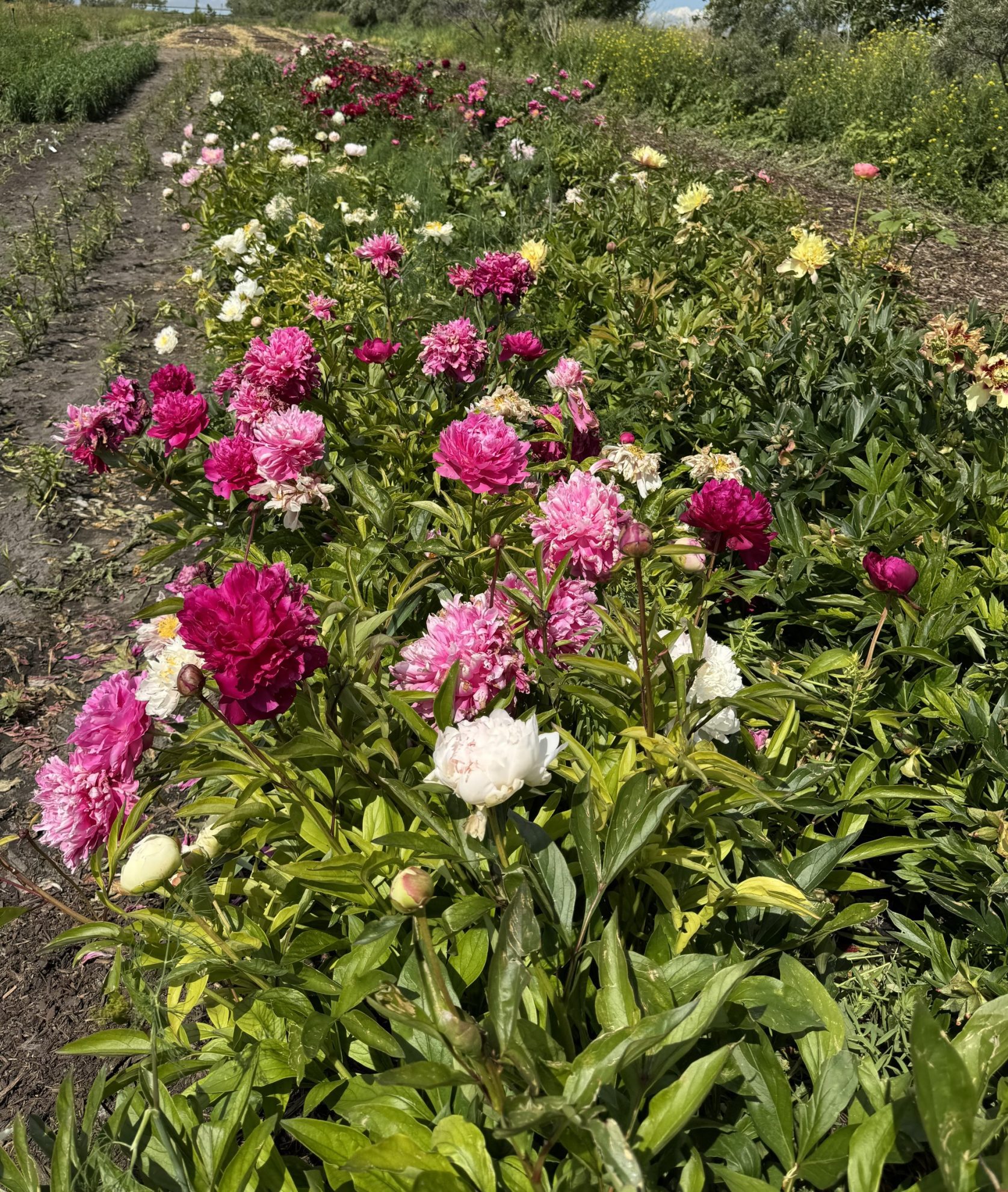Mystery Peonies