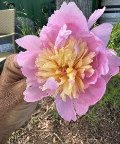 Alternative view of Mystery Peonies