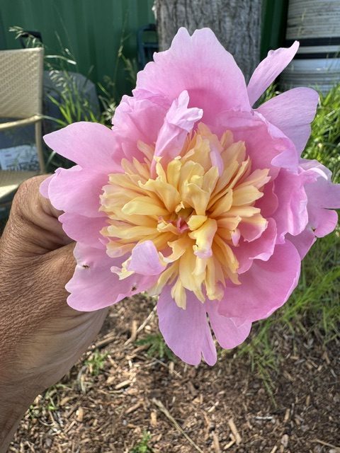 Mystery Peonies - Image 2