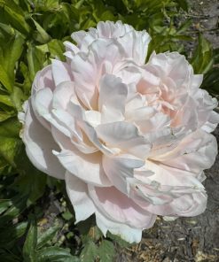 Mystery Peonies - Image 3