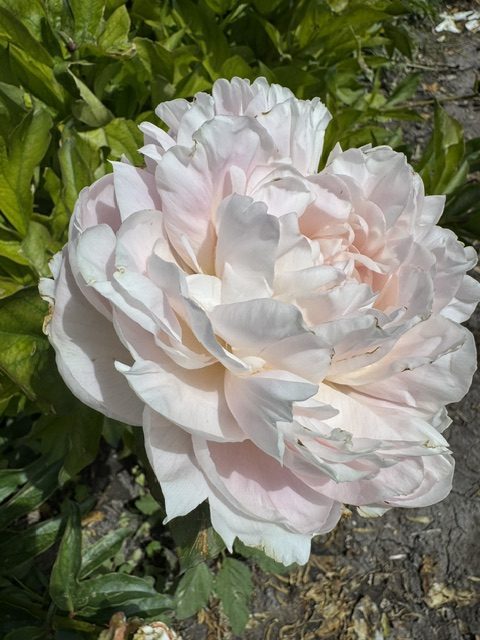 Mystery Peonies - Image 3
