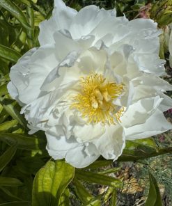 Mystery Peonies - Image 5