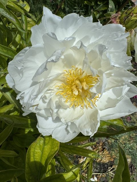 Mystery Peonies - Image 5