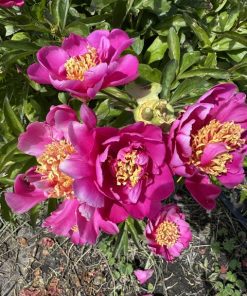 Mystery Peonies - Image 4