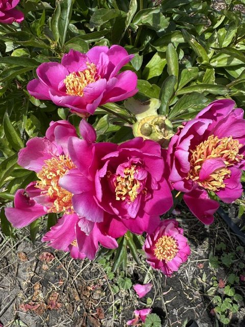 Mystery Peonies - Image 4