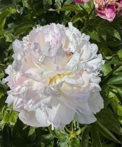 Mystery Peonies - Image 6