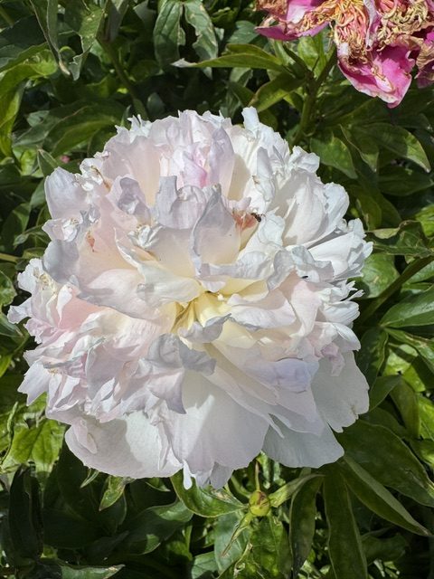 Mystery Peonies - Image 6