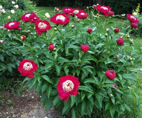 Ada Niva – Parkland Peonies