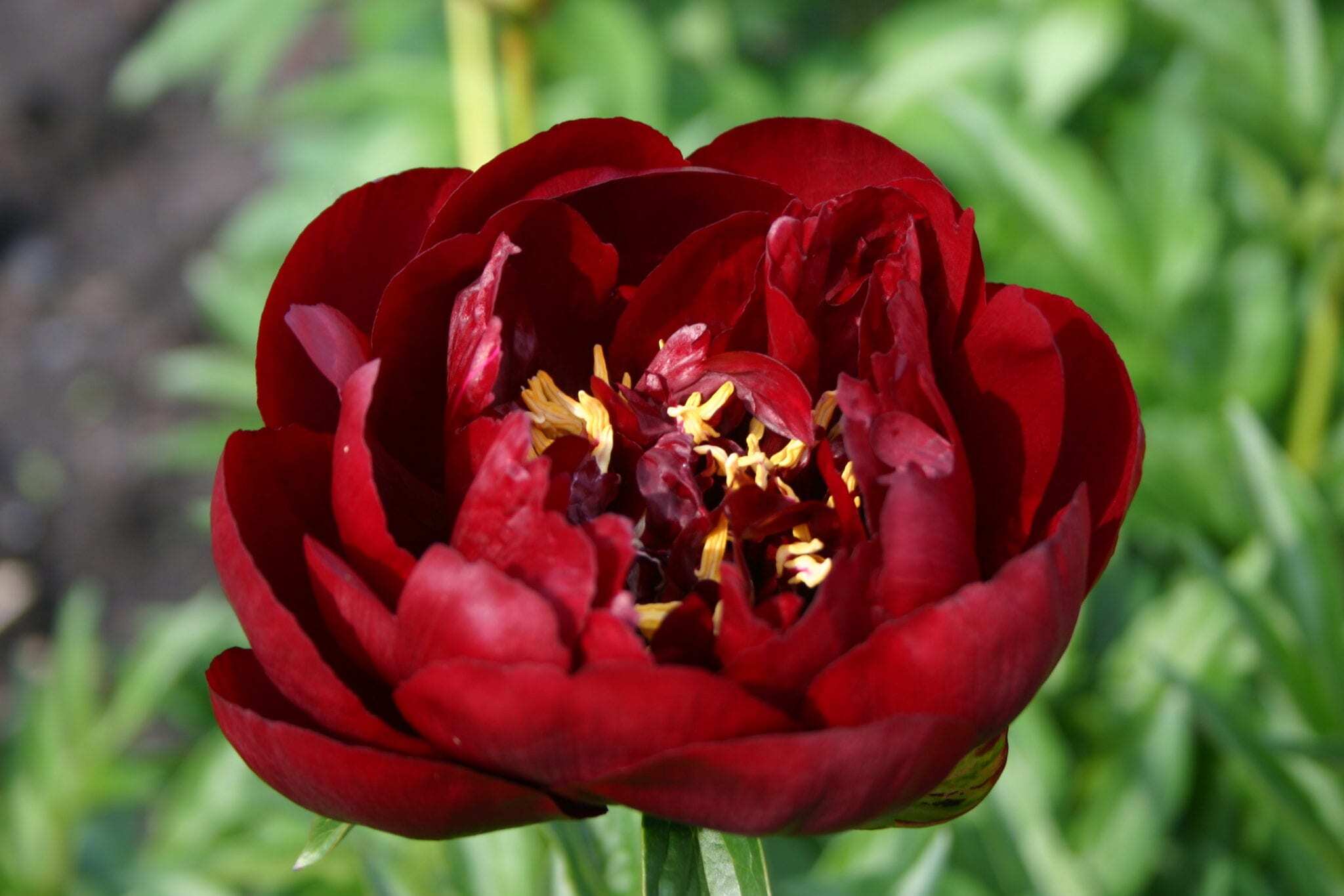 Buckeye Belle – Parkland Peonies