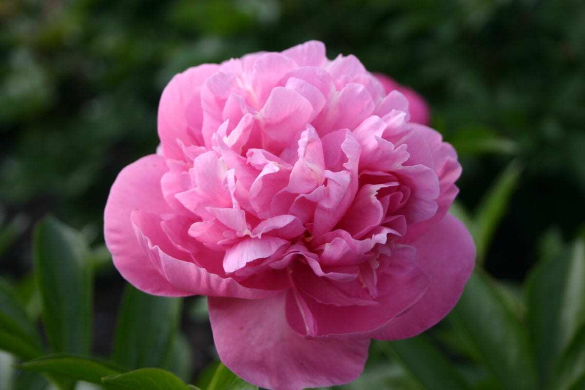 Carnation Bouquet – Parkland Peonies
