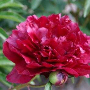 Cherry Hill Parkland Peonies