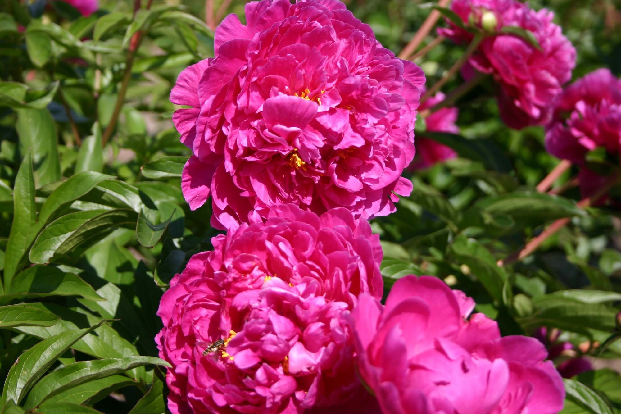 Dayton Parkland Peonies